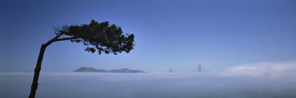 Lone wind swept pine with panoramic background with Golden Gate bridge showing above fog