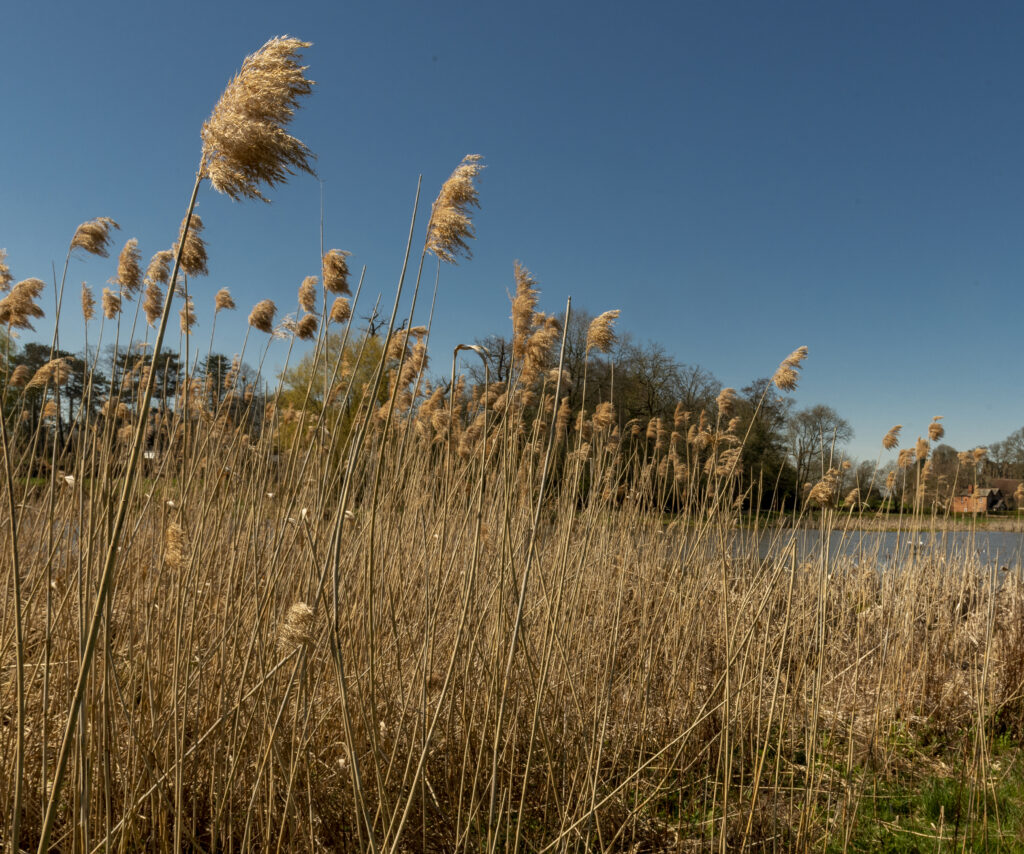 Reeds with Blue Sky and lake in background