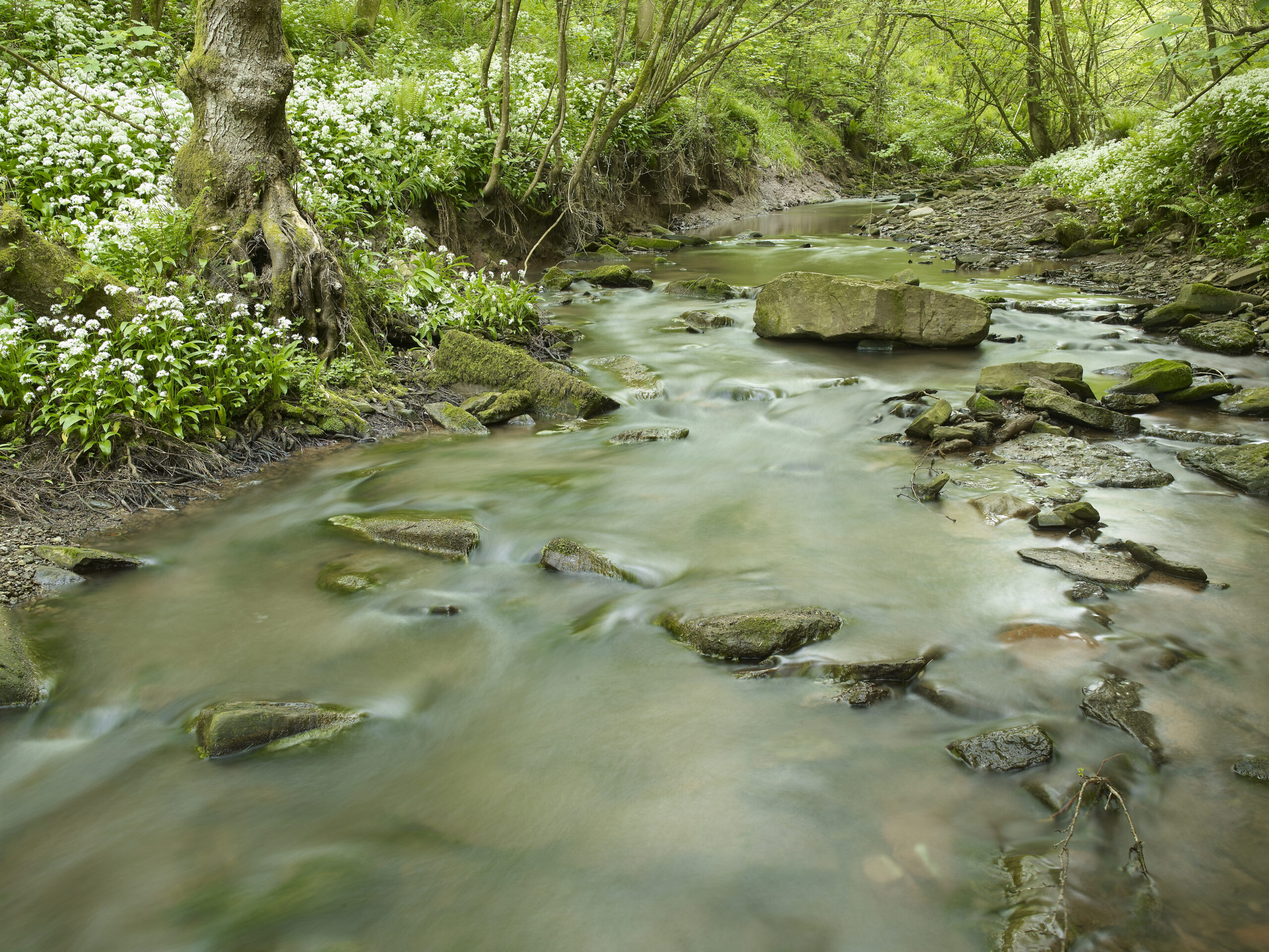 stream with wild garlic on bank