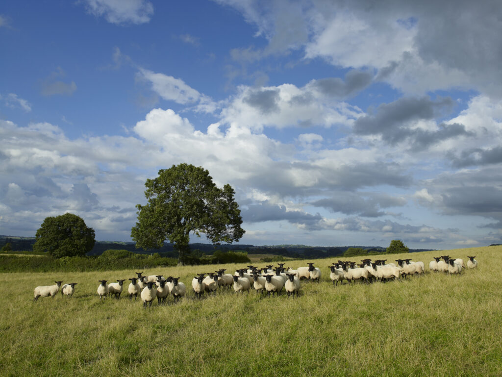 sheep all looking to camera, in landscape with big sky and Oak tree