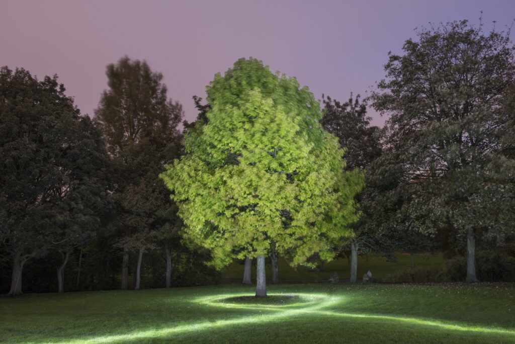 trees lit at night with light trails