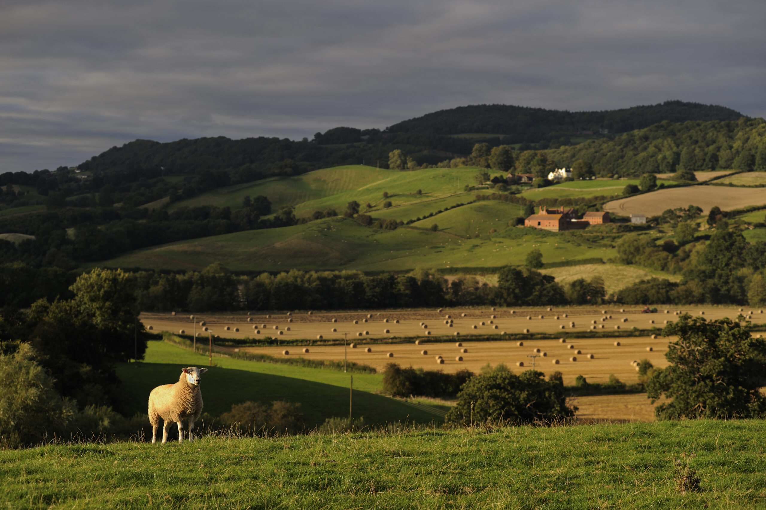 sheep on ridge in bright evening light with hills of Teme Valley and harvest bails in background