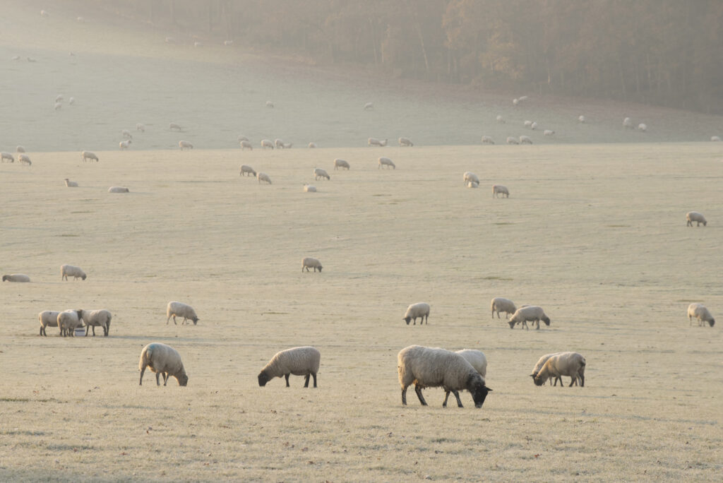 frosty field with sheep