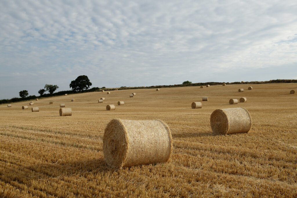 Large Straw bales at harvest time in field