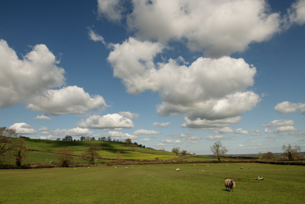 Cotswolds hill and big sky with blue sky and clouds sheep in foreground