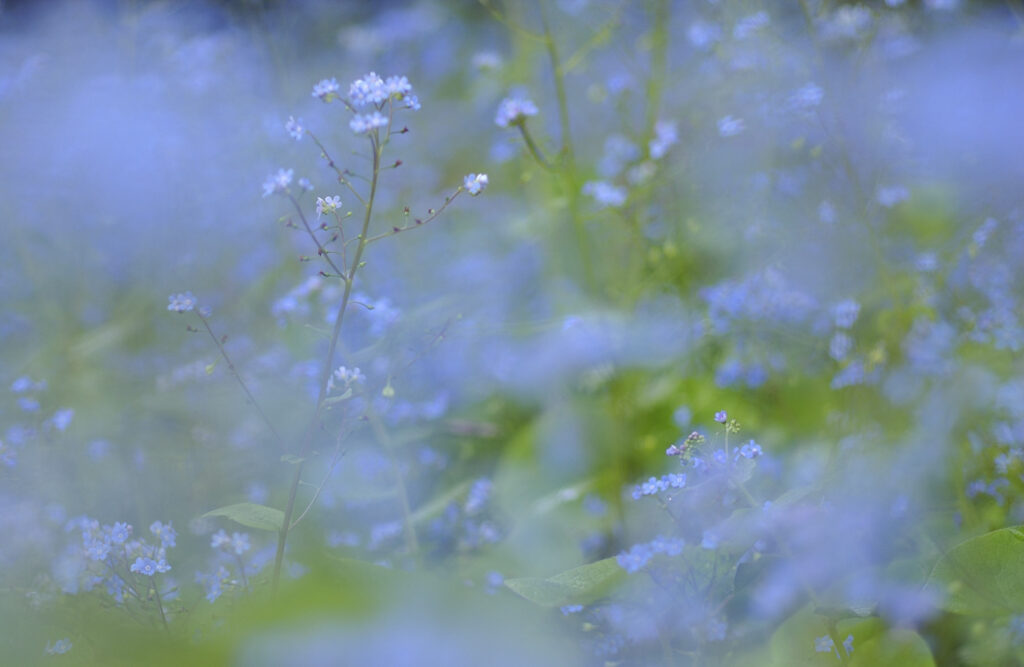 blue flowers in hazy soft focus