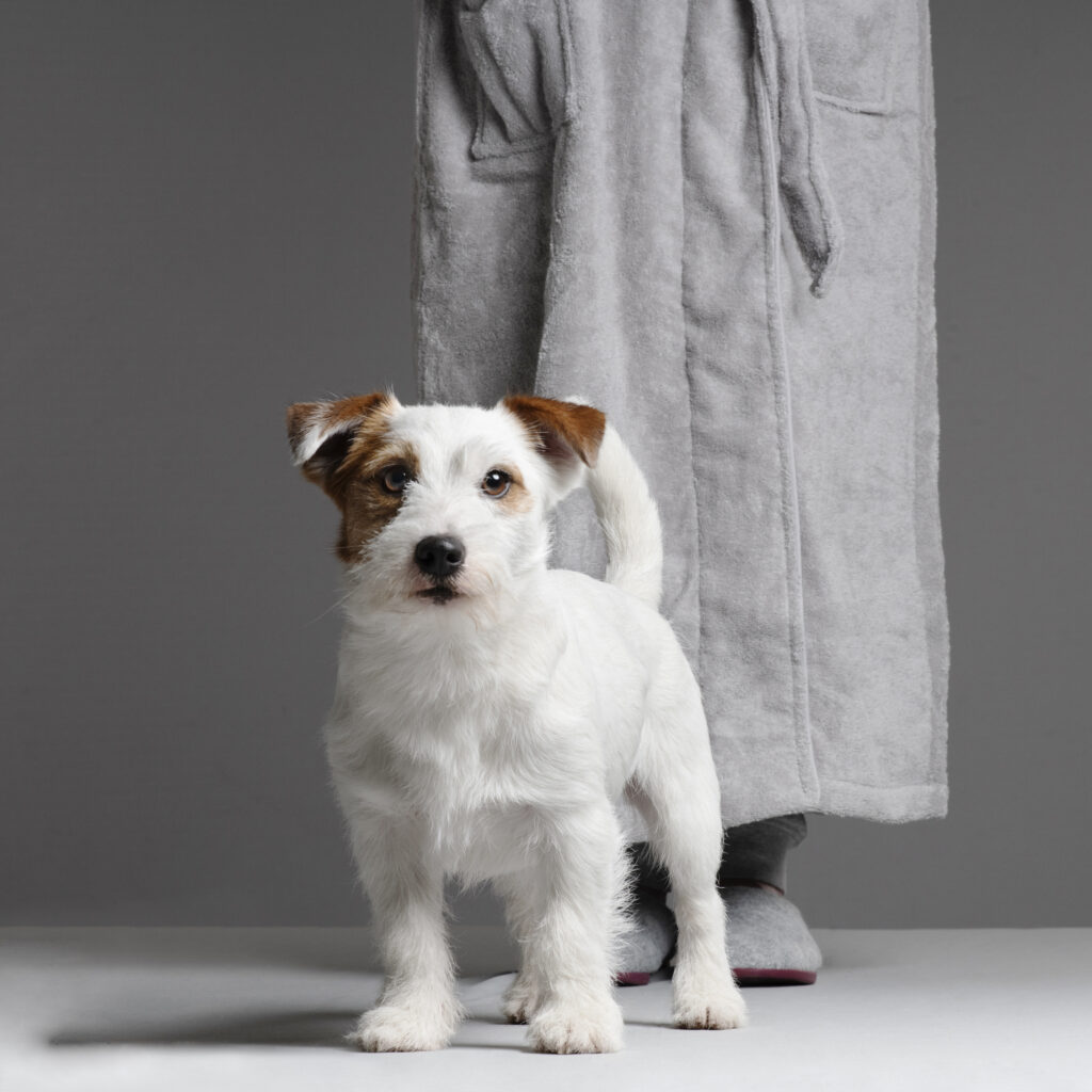 Jack Russel Dog looking to camera with owner in dressing gown
