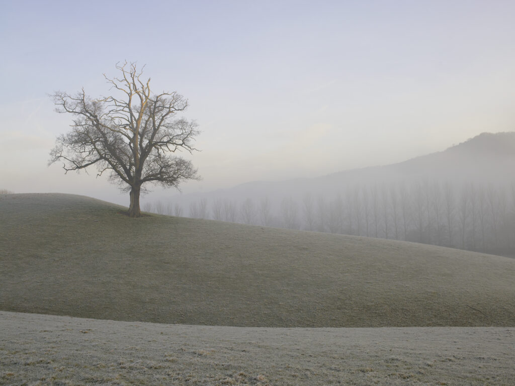 Lone tree with frost over all landscape in Teme Valley