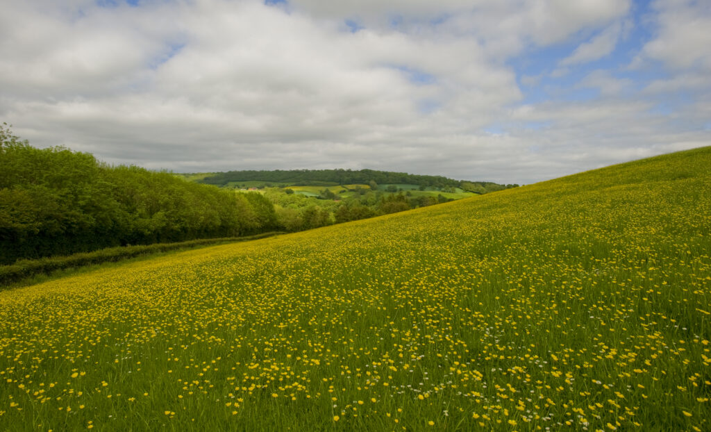 Yellow flowers across landscape with distant hills and blue sky