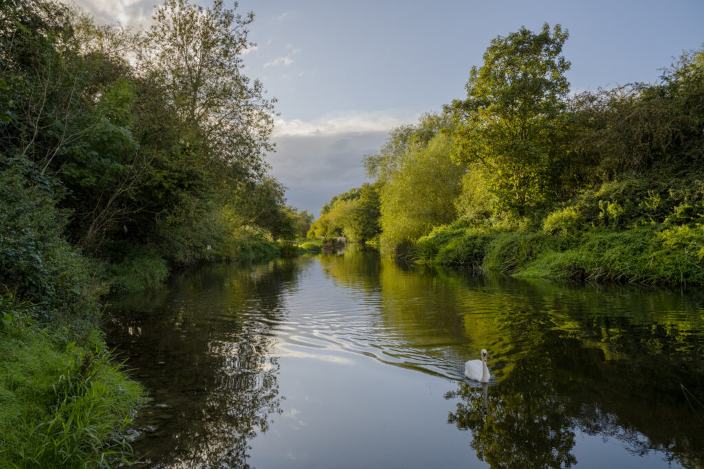 Swan swimming toward camera on River Avon with sunset lighting banks of tree banks