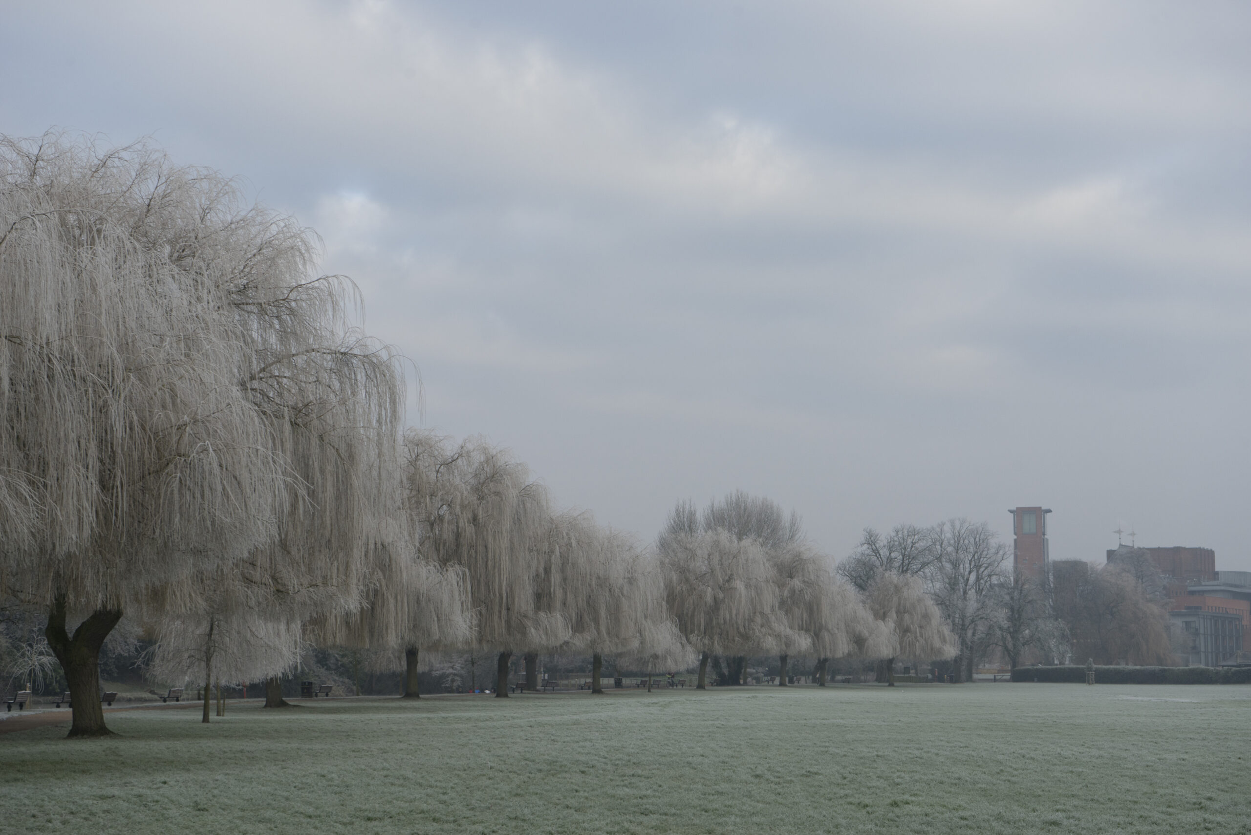FROST on trees with RSC in background