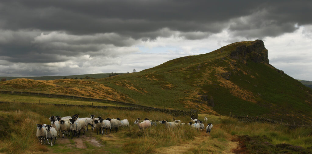 Small flock of sheep in Peak district landscape with moody clouds