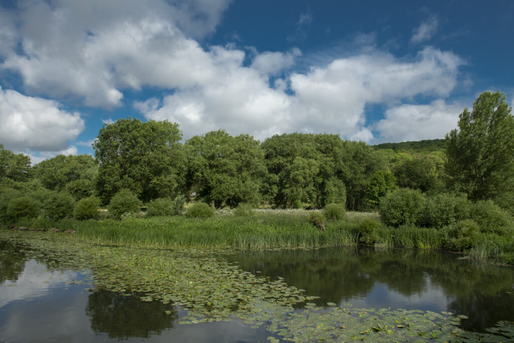 River Avon with Lilies and green trees and blue sky