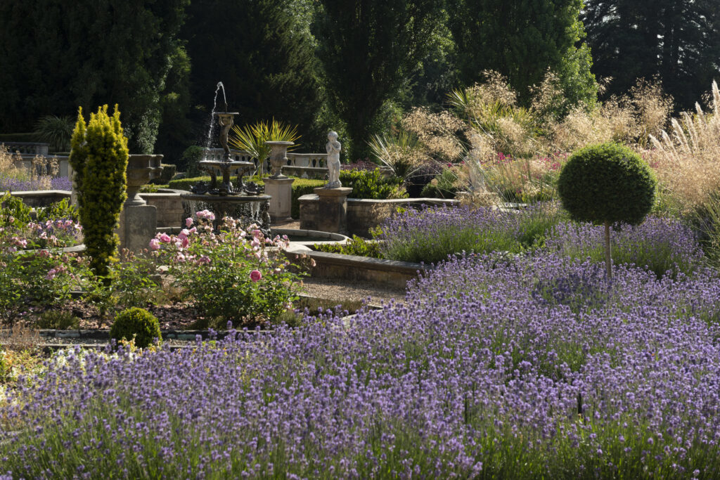 Garden in italian style with lavender back lit