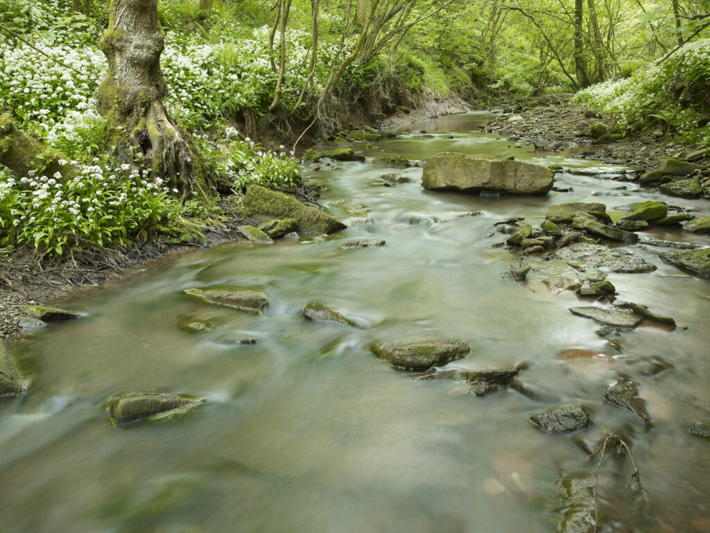 Wild Garlic along stream bank with slow exposure water
