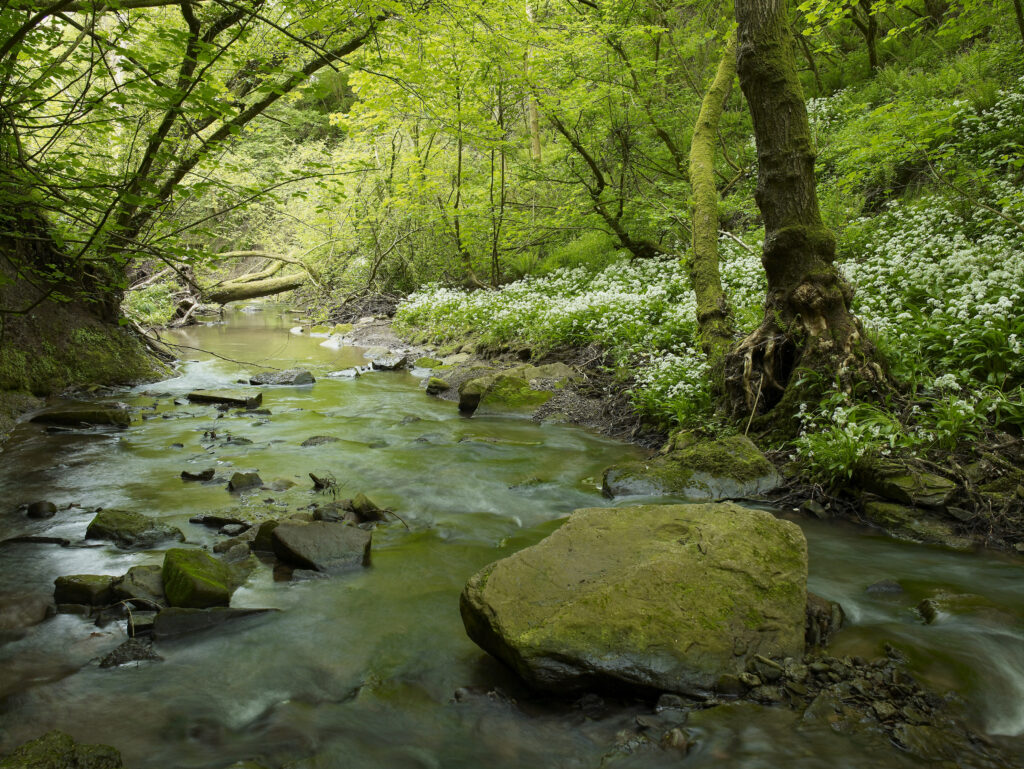 Stream with Wild Garlic on bank and rock in foreground