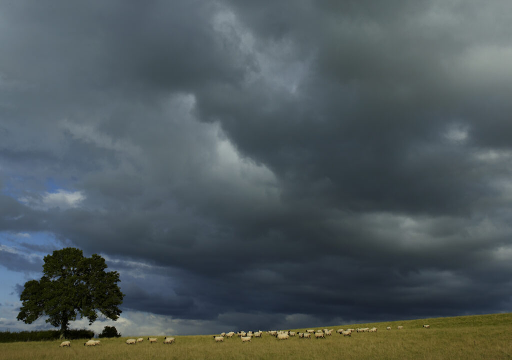 stormy clouds over flock of sheep next to oak tree