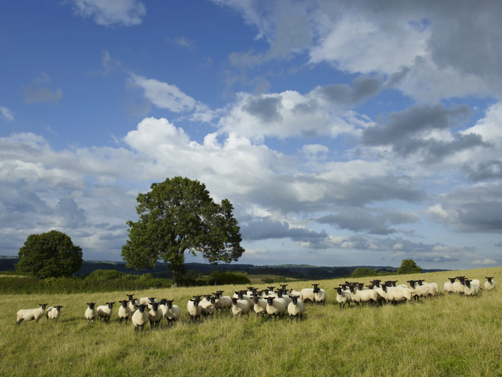 Sheep flock all looking to camera with Oak tree and blue sky in background.