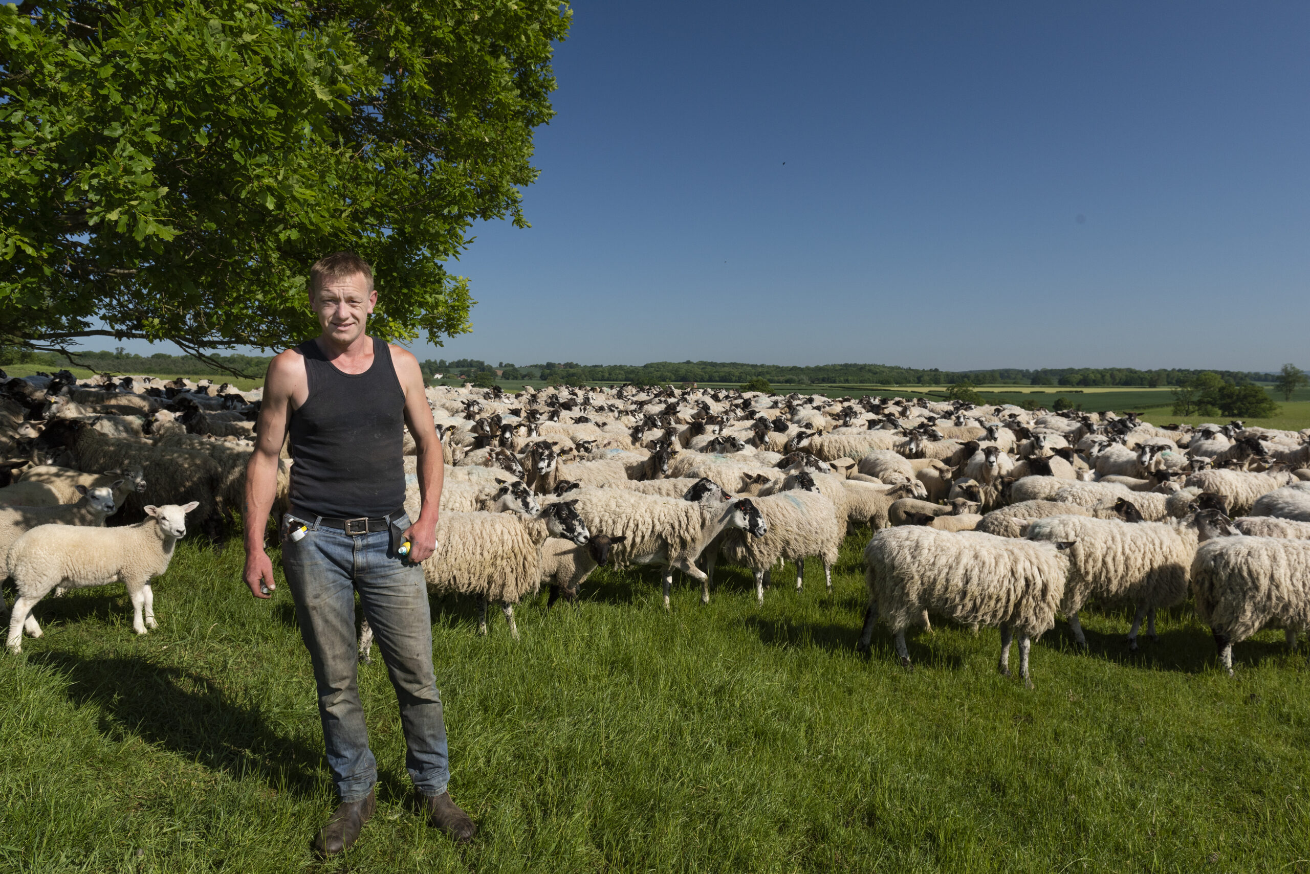 Shepherd with flock of sheep in field with tree behind in summer sun.